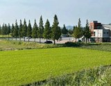 Exploring the Enchanting Shinsung Reed Field in September