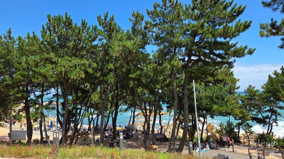 Exploring the Beauty of Jujeonbomit Port Picnic Area_08
