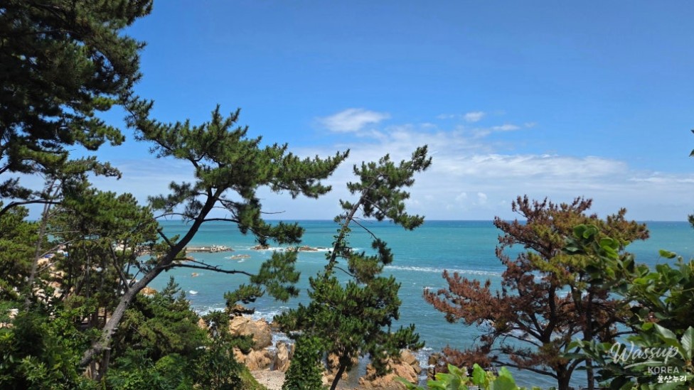 Exploring the Beauty of Jujeonbomit Port Picnic Area_14