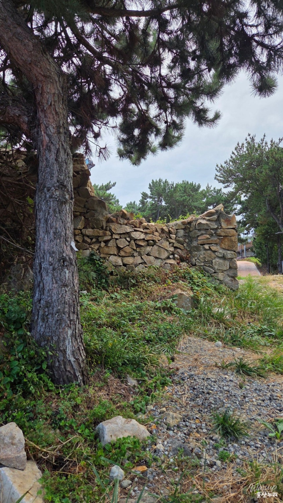 Exploring the Beauty of Jujeonbomit Port Picnic Area_12