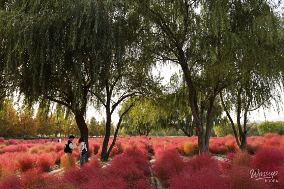 Autumn Outing in Busan: Discovering Hwamyung Eco Park_05