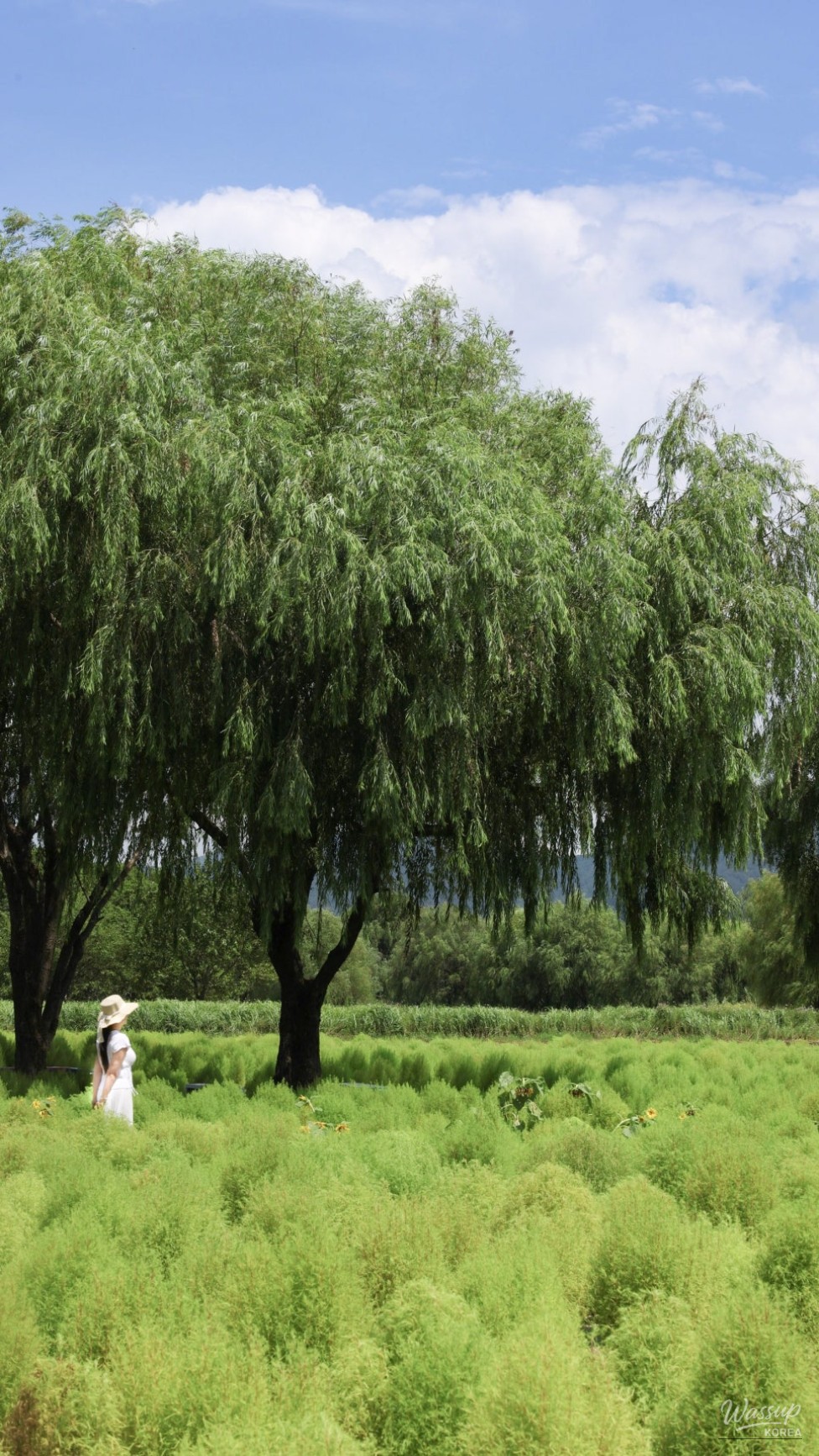 Autumn Outing in Busan: Discovering Hwamyung Eco Park_04