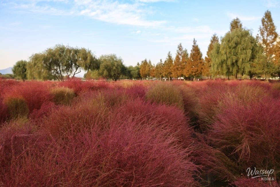 Autumn Outing in Busan: Discovering Hwamyung Eco Park_06