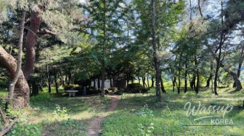 Discover the Hidden Gem of Jangpung Forest in Geochang_02