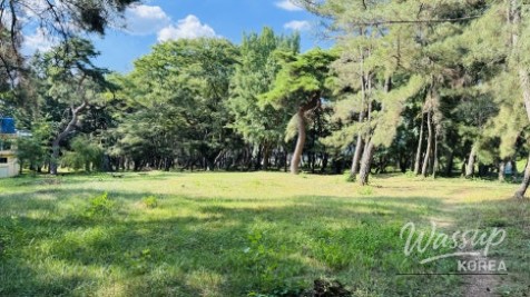 Discover the Hidden Gem of Jangpung Forest in Geochang_03