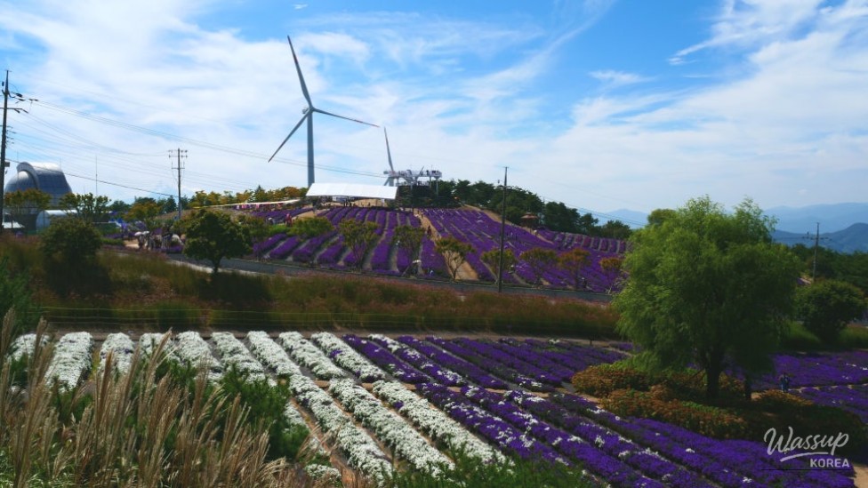 A Journey to the Beautiful Purple Waves of Gamak Mountain_01