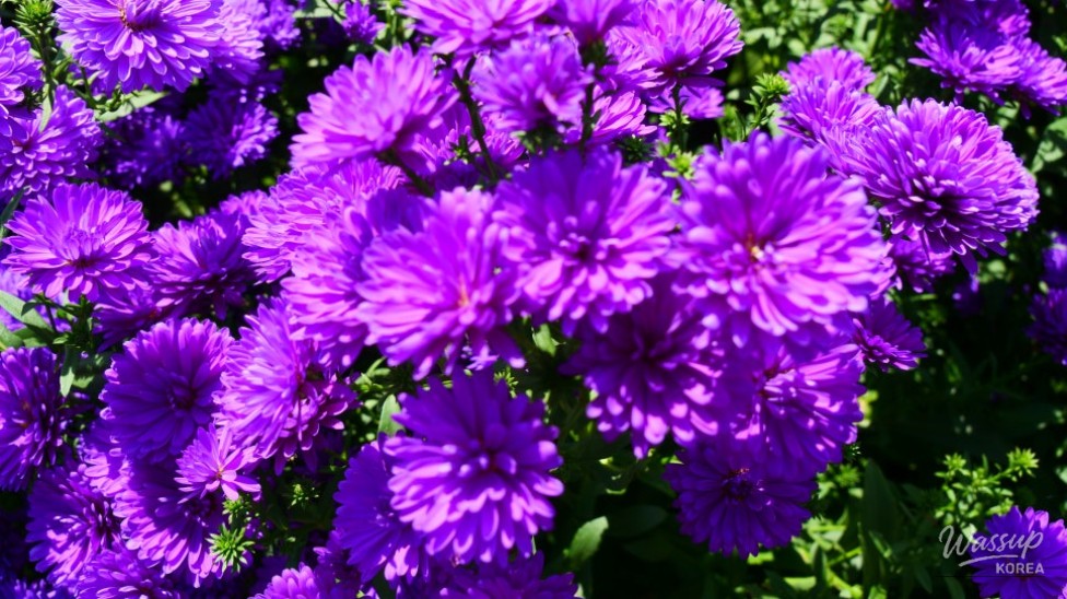 A Journey to the Beautiful Purple Waves of Gamak Mountain_02