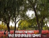 Autumn Outing in Busan: Discovering Hwamyung Eco Park