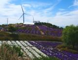 A Journey to the Beautiful Purple Waves of Gamak Mountain