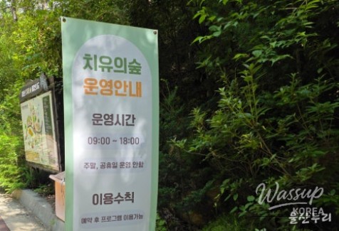 Exploring the Healing Forest of Daewoon Mountain_03