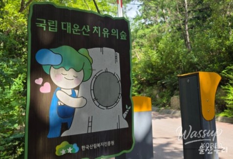 Exploring the Healing Forest of Daewoon Mountain_02