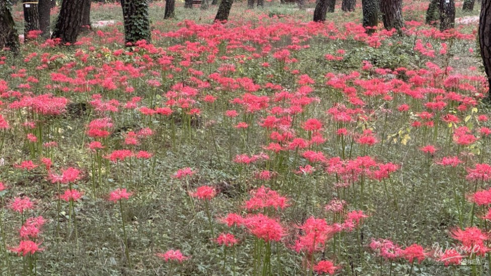 Exploring the Enchanting Dongho Forest and Traditional Hanok_01