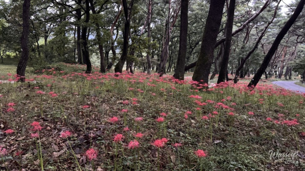Exploring the Enchanting Dongho Forest and Traditional Hanok_02
