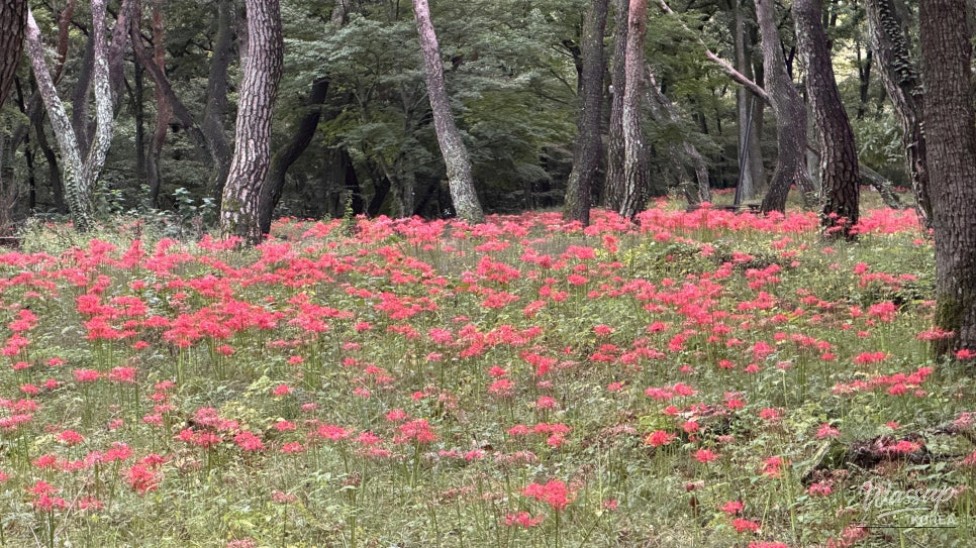 Exploring the Enchanting Dongho Forest and Traditional Hanok_03