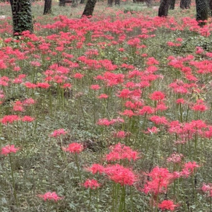 Exploring the Enchanting Dongho Forest and Traditional Hanok
