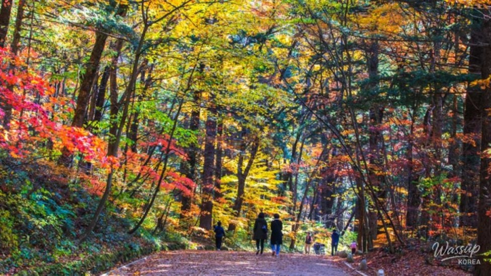 Discovering the Healing Beauty of Odaesan National Park in September_03