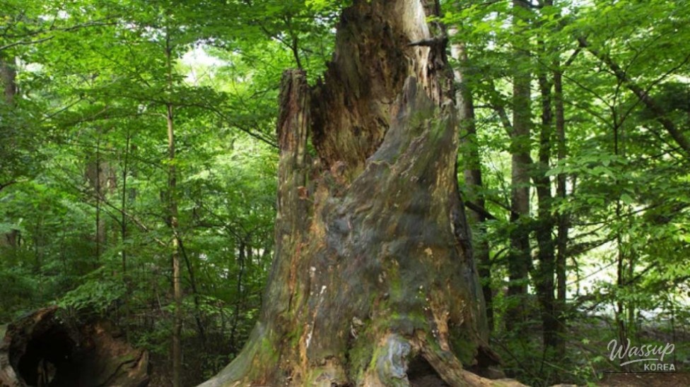 Discovering the Healing Beauty of Odaesan National Park in September_02