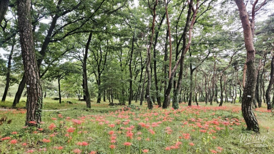 A Relaxing Walk Among Red Flowers at Dongho Forest_01