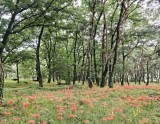 A Relaxing Walk Among Red Flowers at Dongho Forest