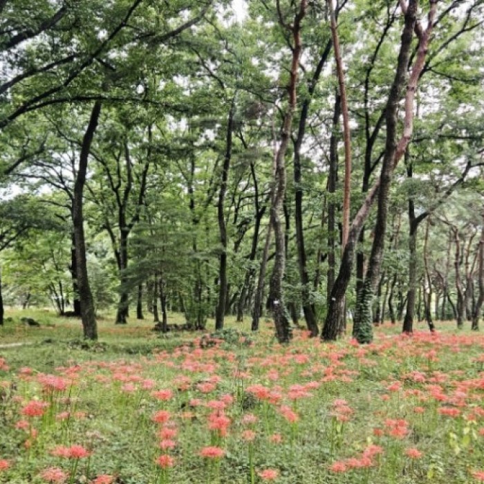 A Relaxing Walk Among Red Flowers at Dongho Forest
