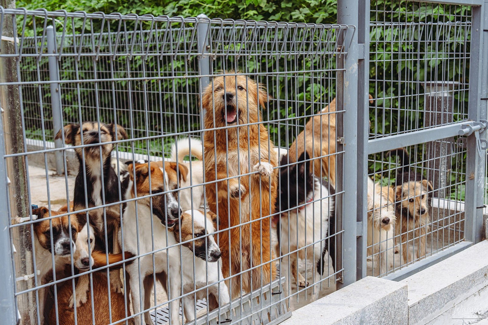 The Value of Adoption: A Visit to Dangjin Animal Shelter_15
