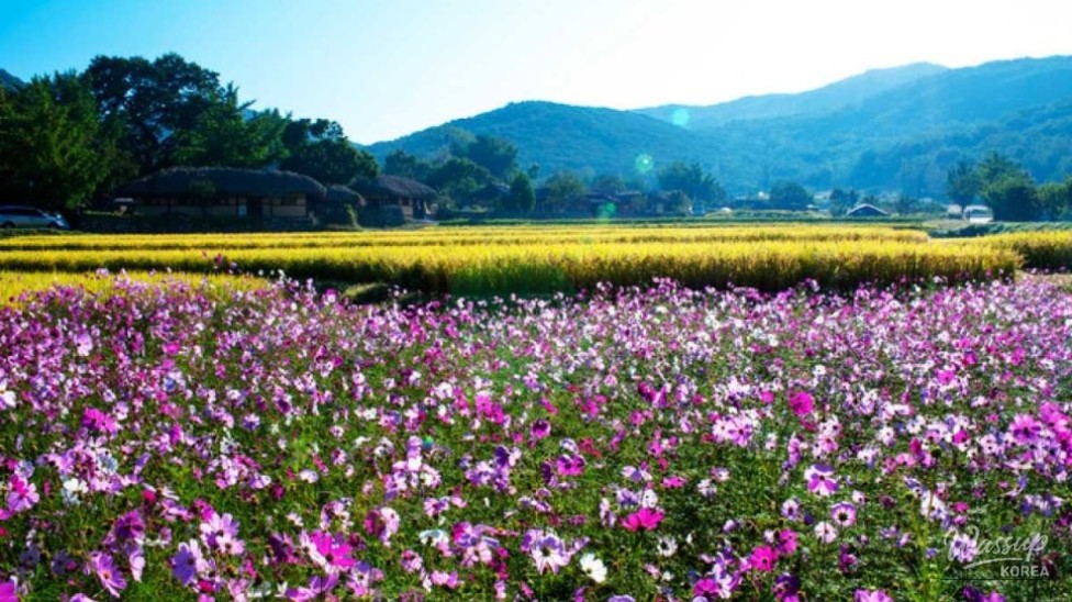Exploring Waeam Folk Village: A Hidden Gem in Asan_04