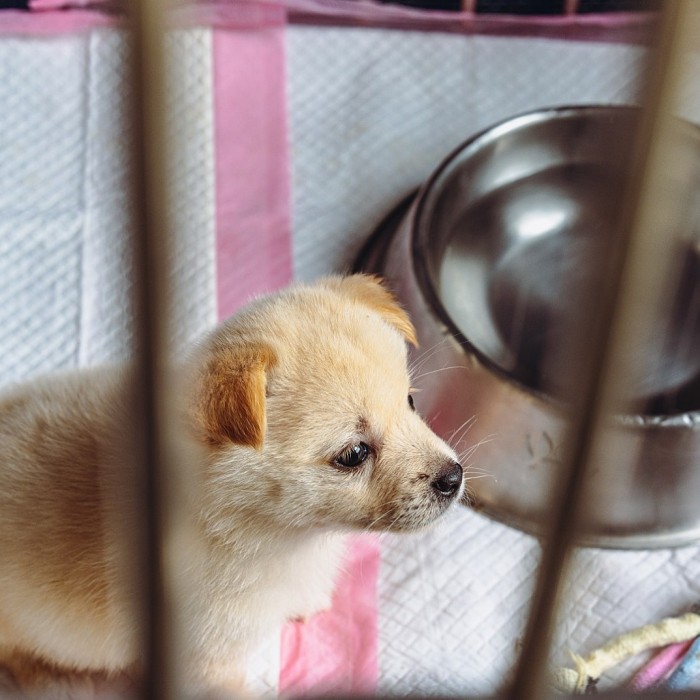 The Value of Adoption: A Visit to Dangjin Animal Shelter