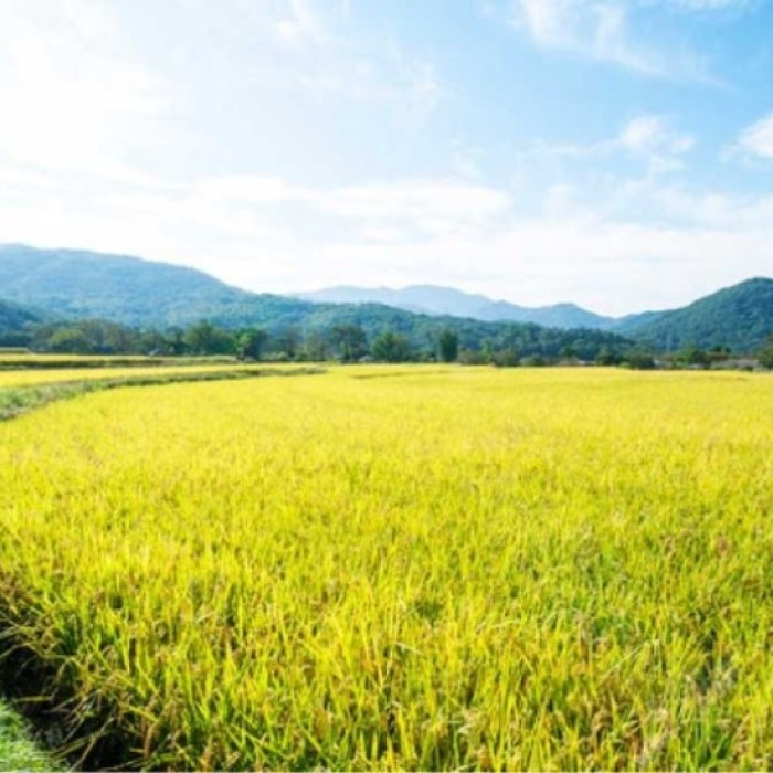 Exploring Waeam Folk Village: A Hidden Gem in Asan