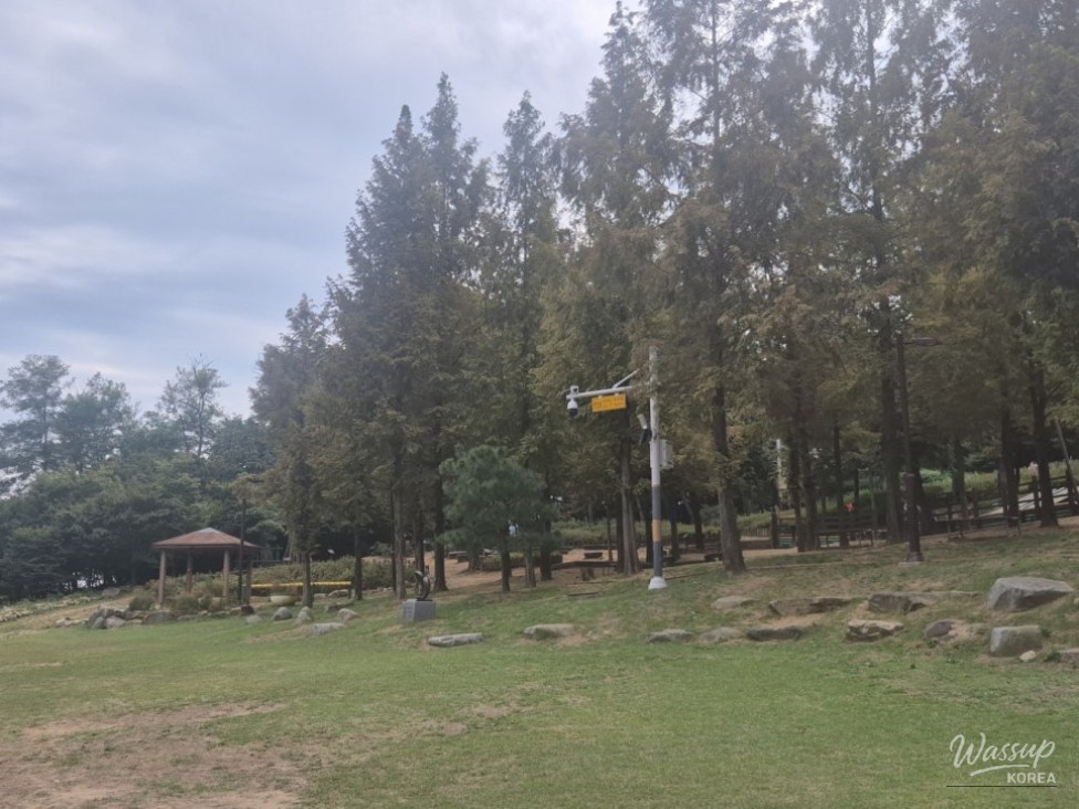 Exploring the Serenity of Soraesan Forest Bathing Area_02