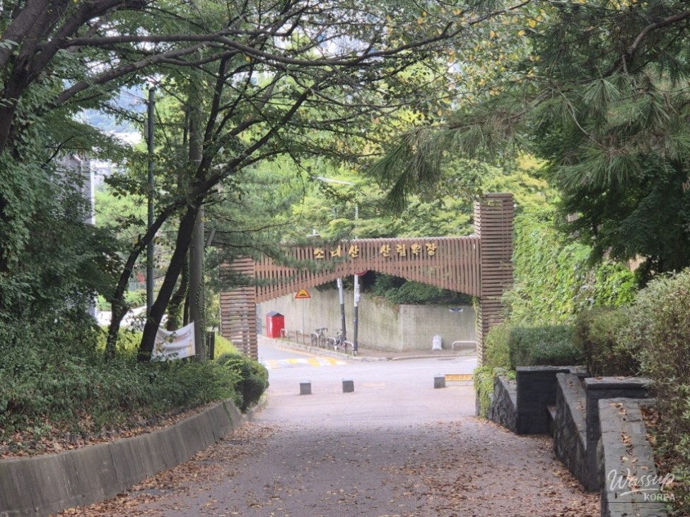 Exploring the Serenity of Soraesan Forest Bathing Area_05