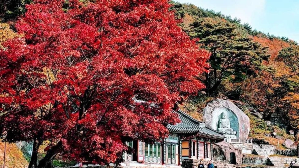 Exploring the Tranquil Beauty of Man-eo Temple_05