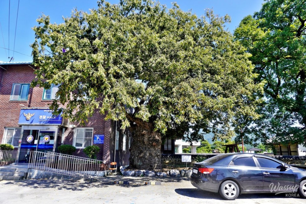 Exploring Goesan: The Historic Ginkgo Tree and Cultural Heritage_04