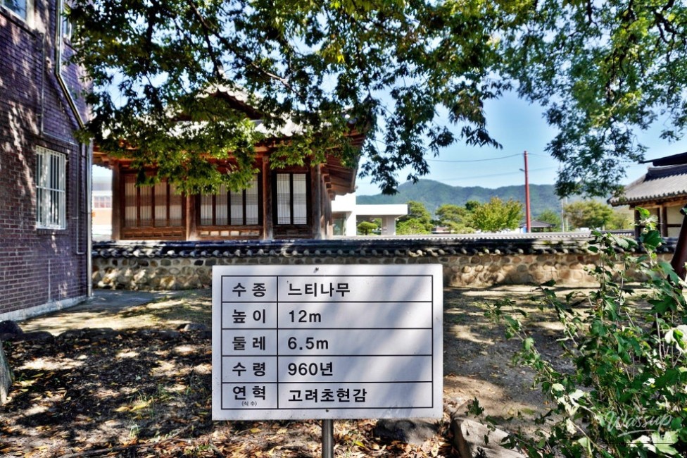 Exploring Goesan: The Historic Ginkgo Tree and Cultural Heritage_05