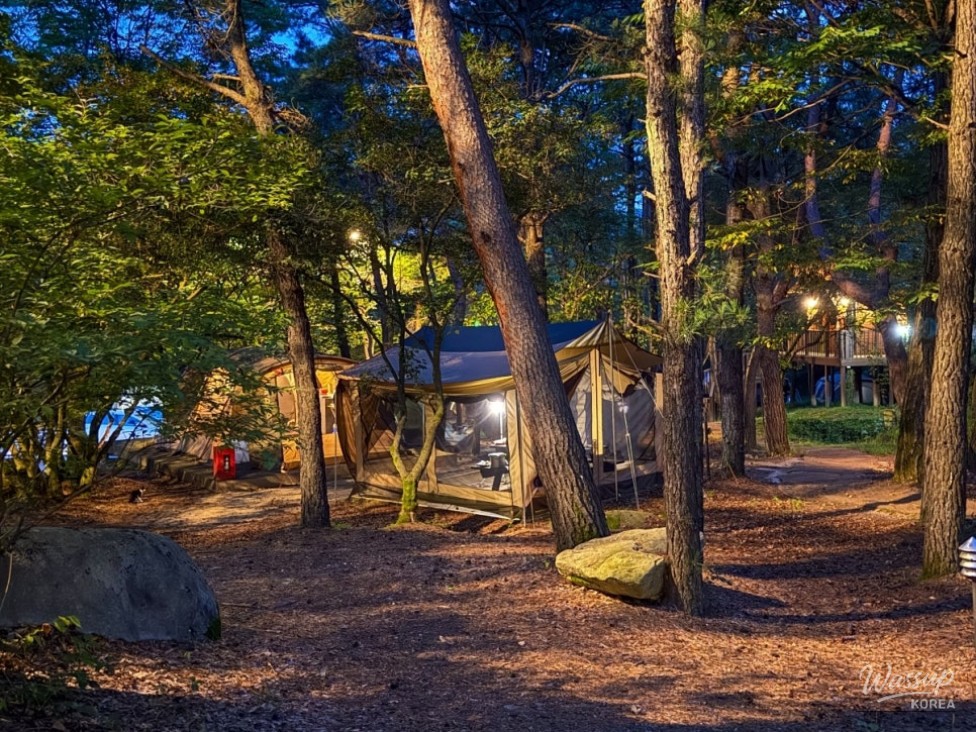 Exploring the Healing Forest at Kolon Camping Park in Goesan_10