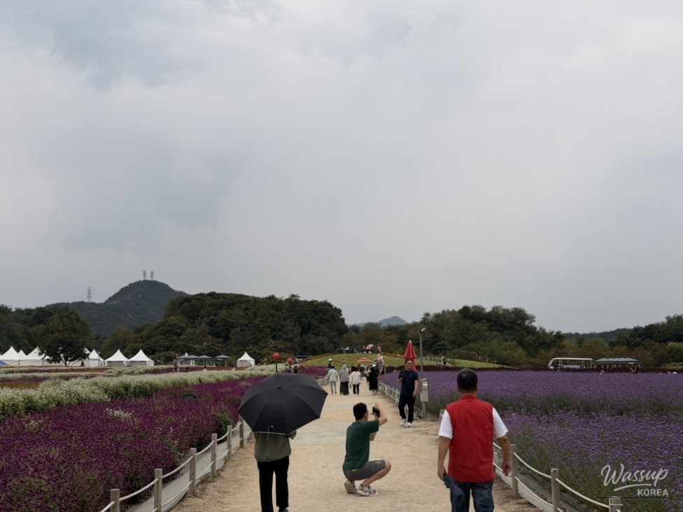 Exploring the Autumn Festival at Yangju Nari Farm_07