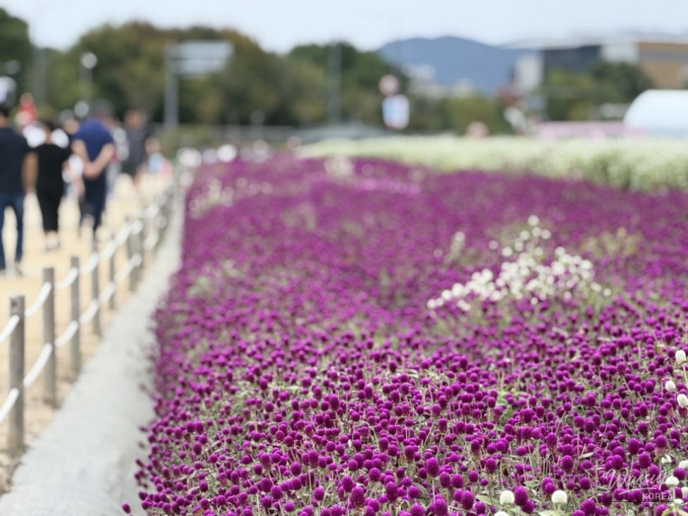 Exploring the Autumn Festival at Yangju Nari Farm_04