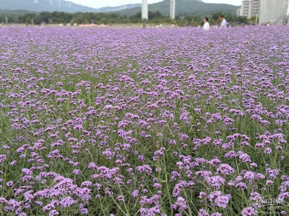 Exploring the Autumn Festival at Yangju Nari Farm_02