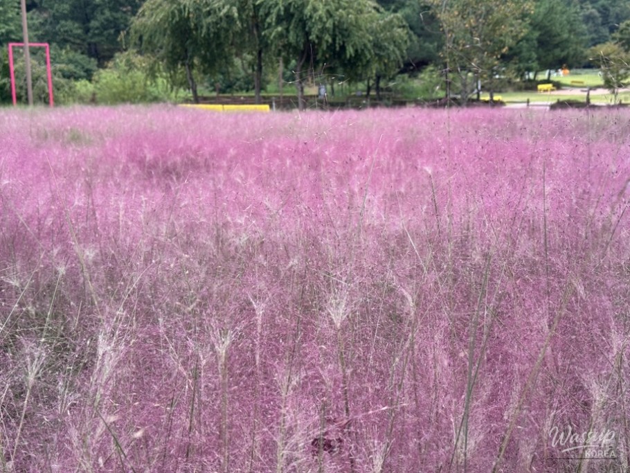 Exploring the Beauty of Akyang Ecological Park in Fall_02