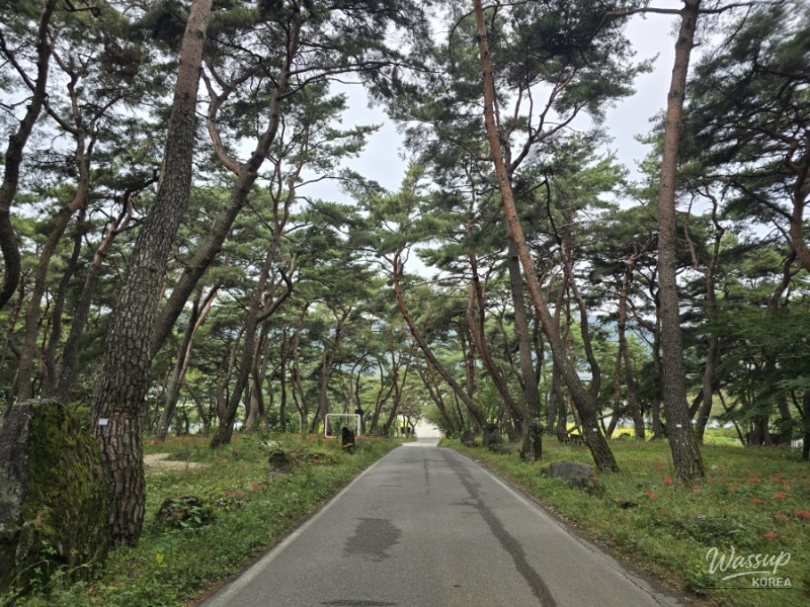 Exploring Dongho Forest in Geochang: A Scenic Autumn Walk_05