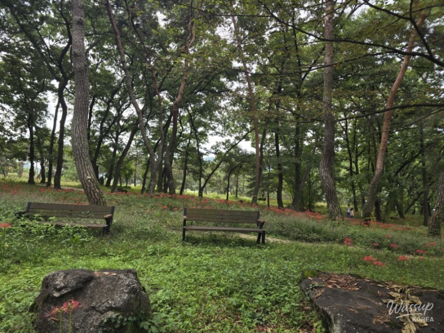 Exploring Dongho Forest in Geochang: A Scenic Autumn Walk_06