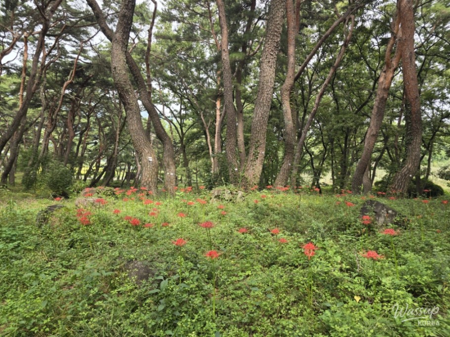 Exploring Dongho Forest in Geochang: A Scenic Autumn Walk_08