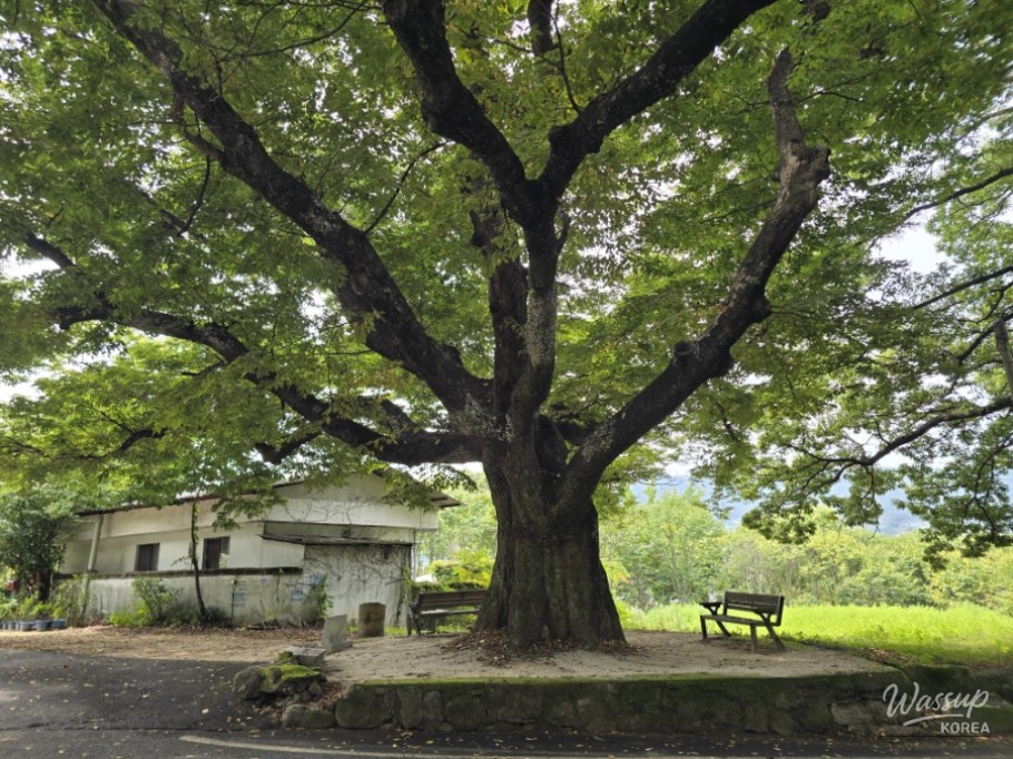 Exploring Dongho Forest in Geochang: A Scenic Autumn Walk_15