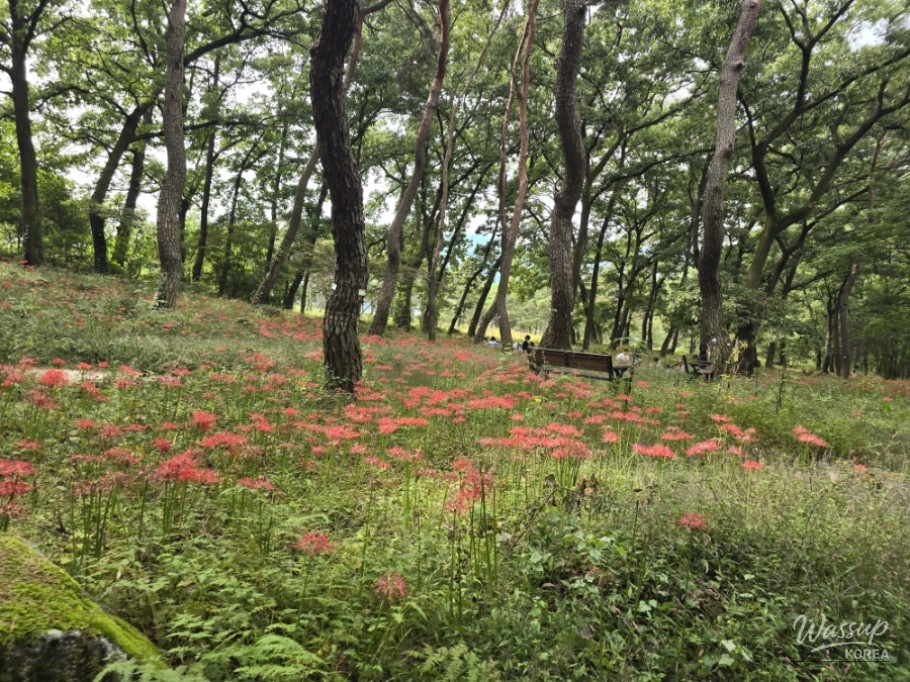 Exploring Dongho Forest in Geochang: A Scenic Autumn Walk_10