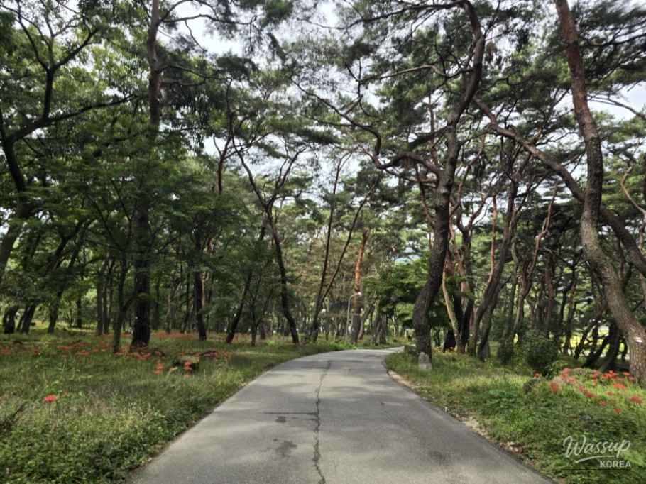Exploring Dongho Forest in Geochang: A Scenic Autumn Walk_09