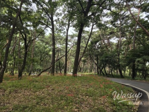 Exploring Dongho Forest in Geochang: A Scenic Autumn Walk_12