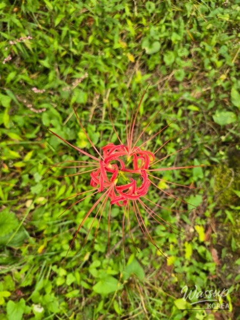Exploring Dongho Forest in Geochang: A Scenic Autumn Walk_07