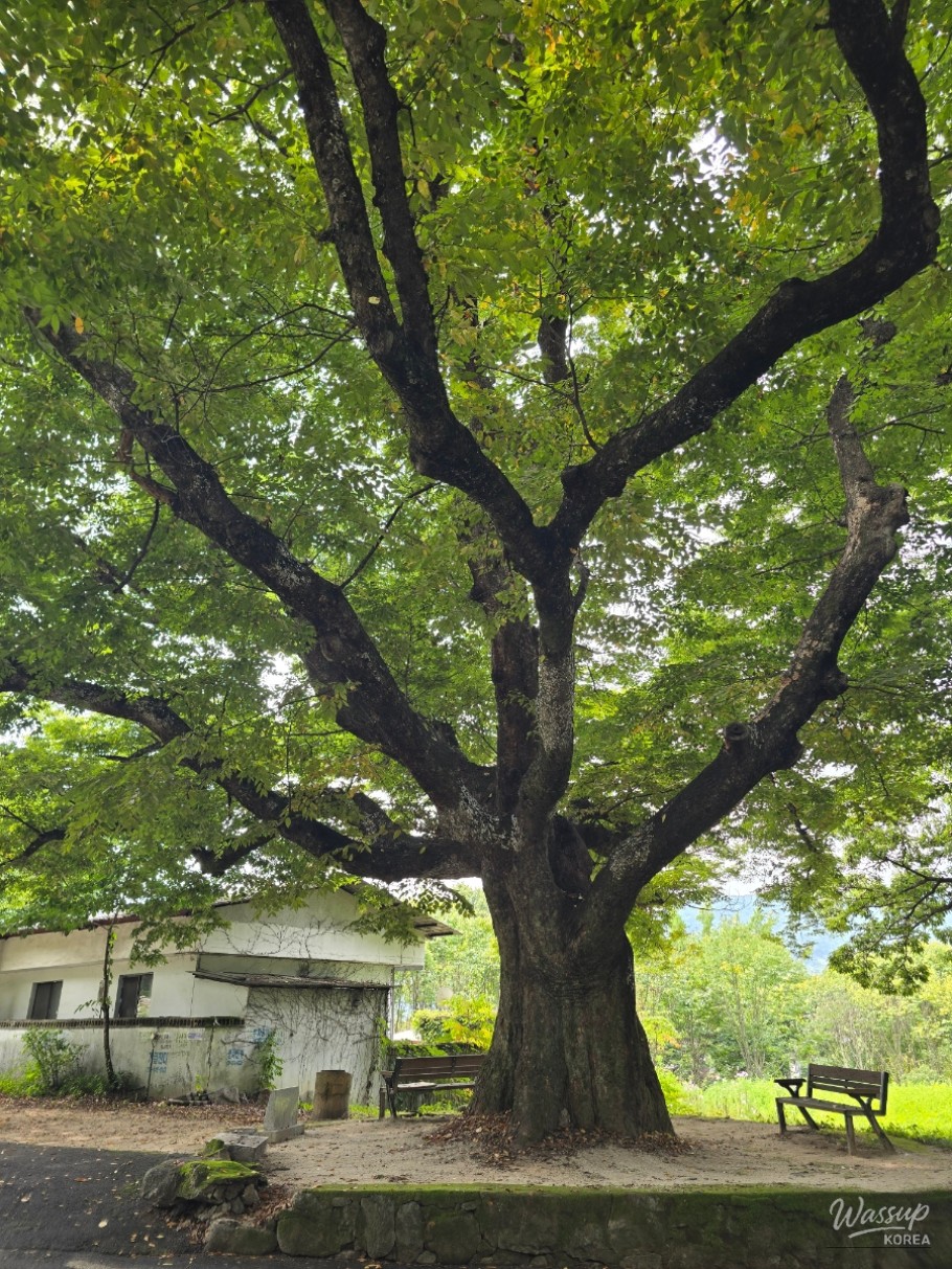 Exploring Dongho Forest in Geochang: A Scenic Autumn Walk_14