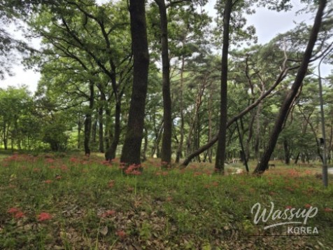 Exploring Dongho Forest in Geochang: A Scenic Autumn Walk_11