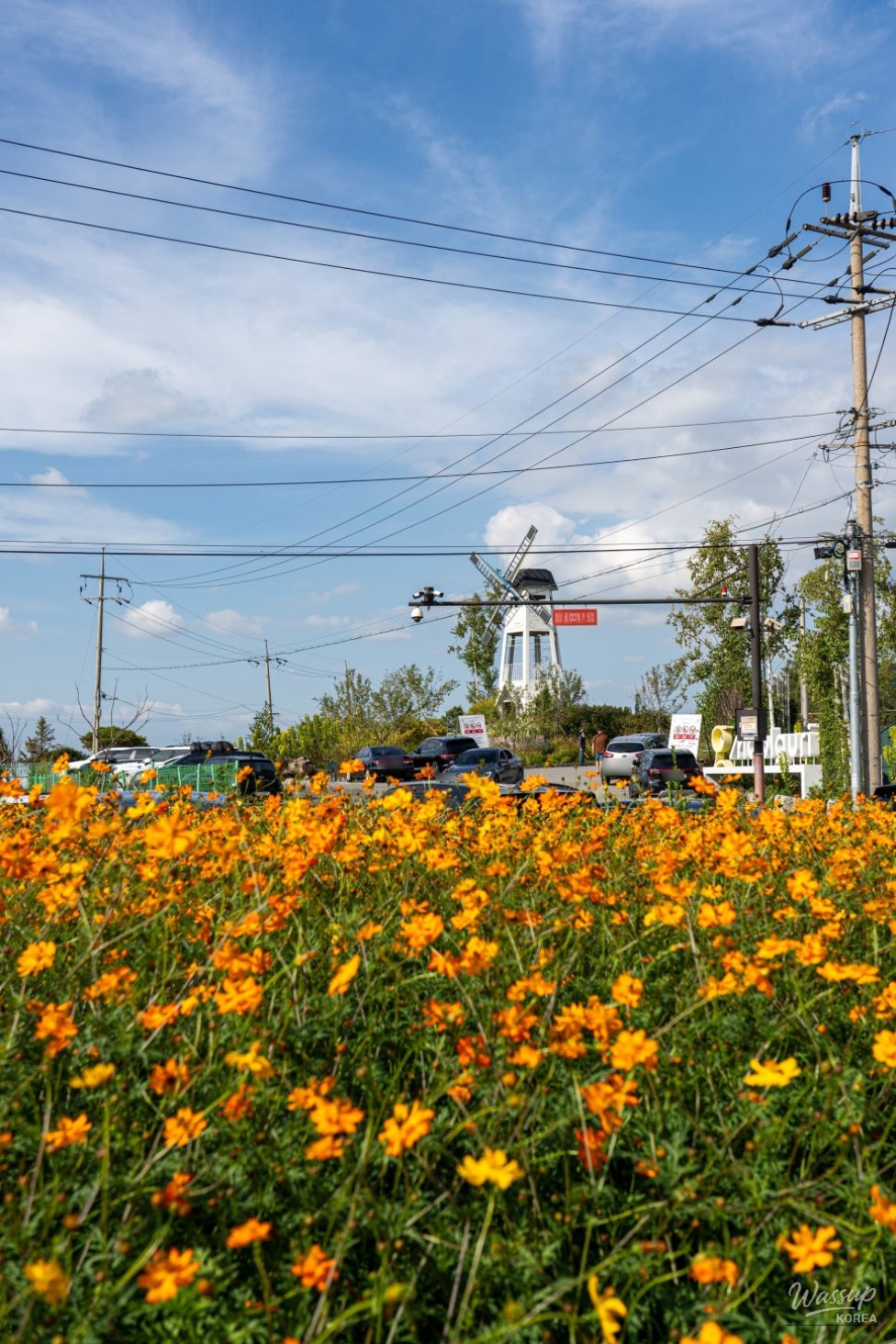 Autumn Flower Viewing at Gongneungcheon_03