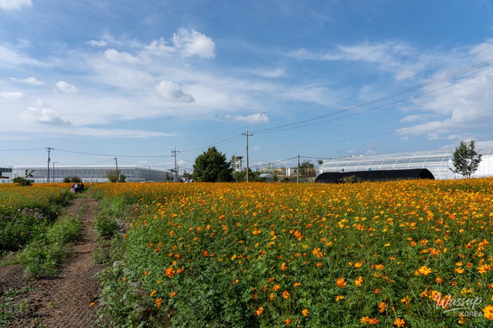Autumn Flower Viewing at Gongneungcheon_02